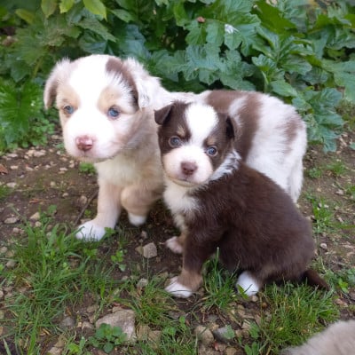 Les chiots de Berger Américain Miniature 