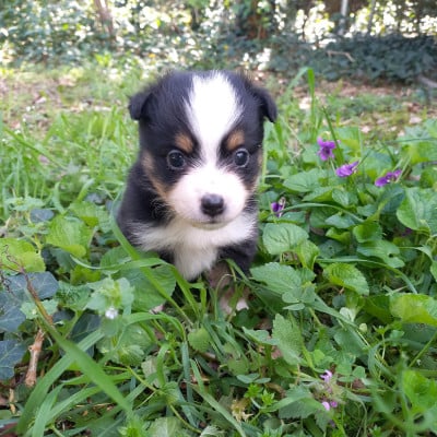 Les chiots de Berger Américain Miniature 