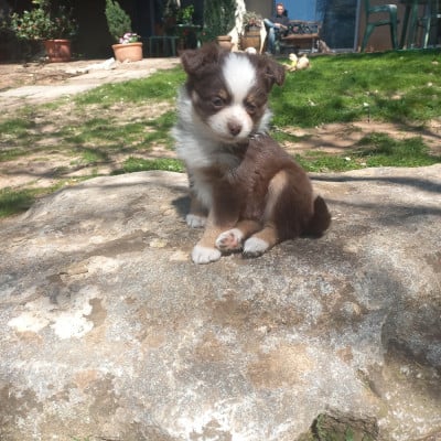 Les chiots de Berger Américain Miniature 