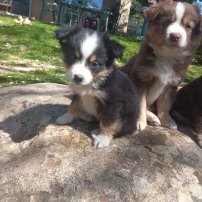 Les chiots de Berger Américain Miniature 