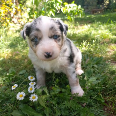 Les chiots de Berger Américain Miniature 