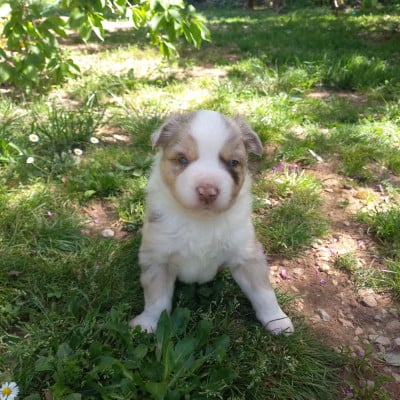 Les chiots de Berger Américain Miniature 