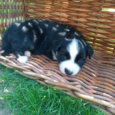 Les chiots de Berger Américain Miniature 