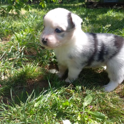 Les chiots de Berger Américain Miniature 