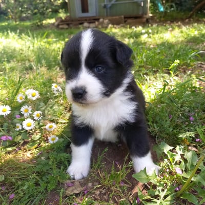 Les chiots de Berger Américain Miniature 
