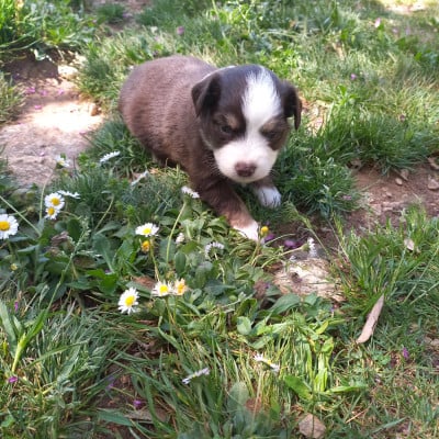 Les chiots de Berger Américain Miniature 