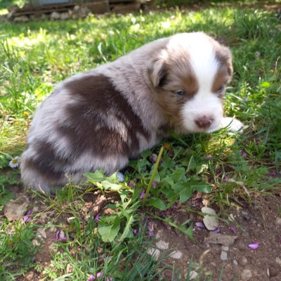 Les chiots de Berger Américain Miniature 
