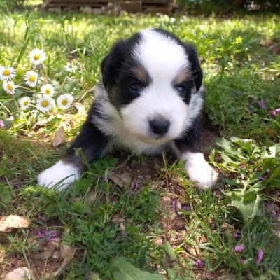 Les chiots de Berger Américain Miniature 