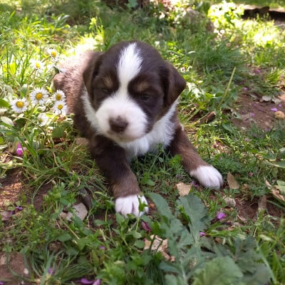Les chiots de Berger Américain Miniature 