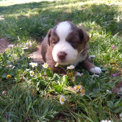 Les chiots de Berger Américain Miniature 