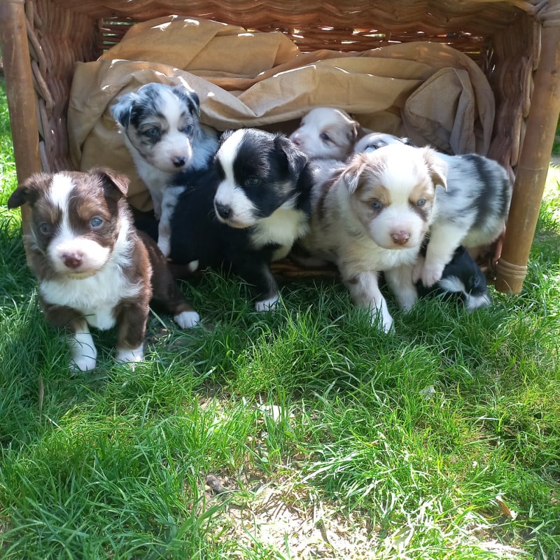 Berger Américain Miniature  - Du Royaume D'Ivar