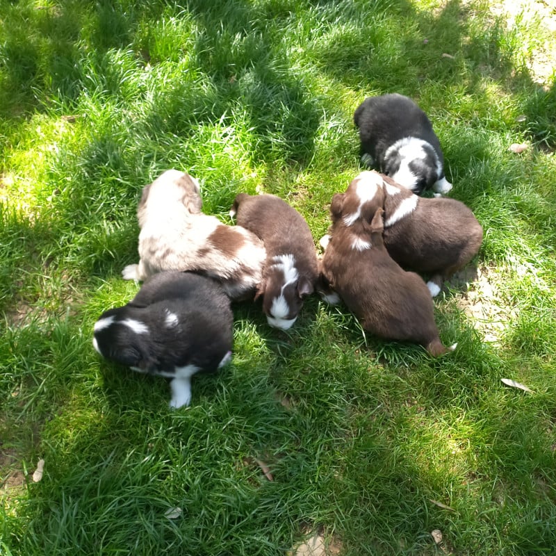 Berger Américain Miniature  - Du Royaume D'Ivar