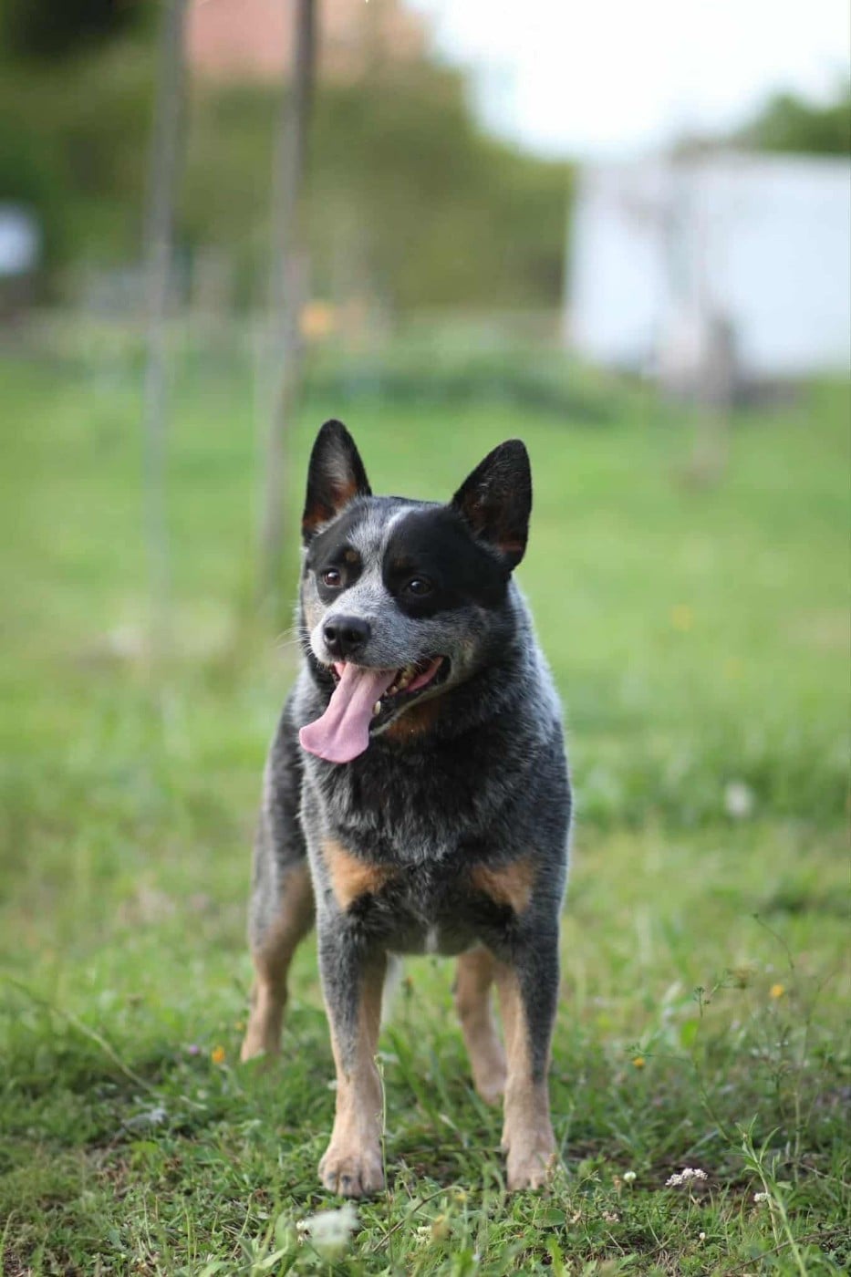 CH. acd rutkowscy Oppenheimer blue