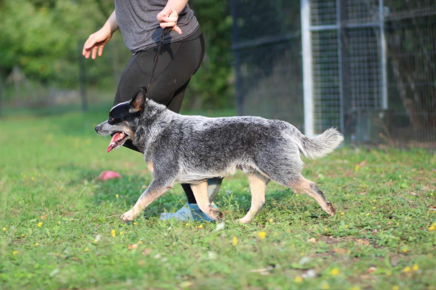 CH. acd rutkowscy Oppenheimer blue