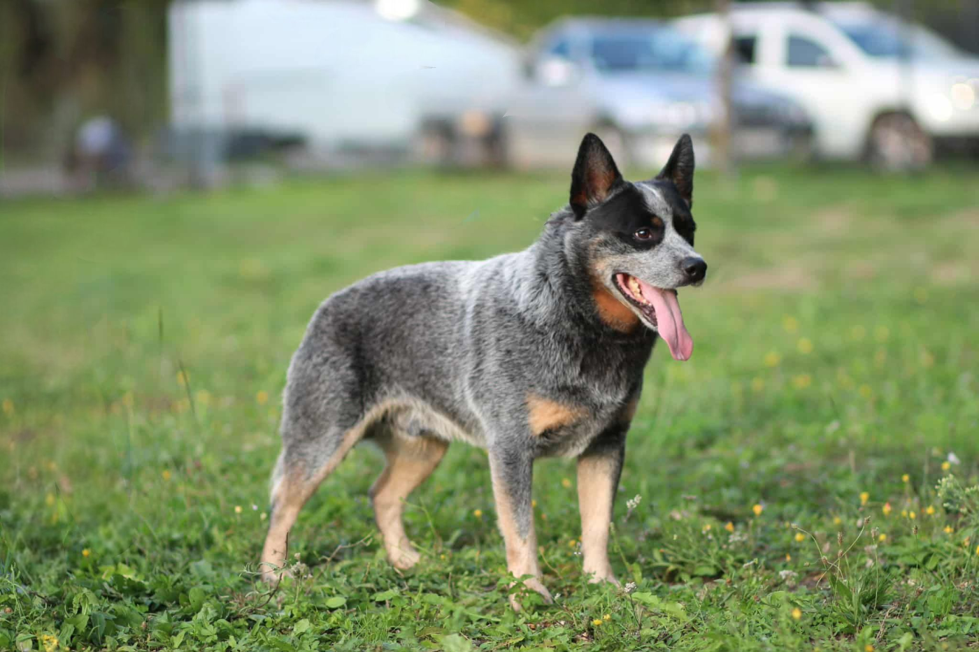 CH. acd rutkowscy Oppenheimer blue