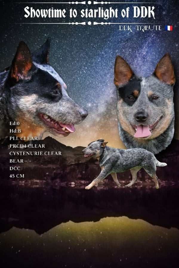 Showtime to starlight of ddk Ddk's Tribute