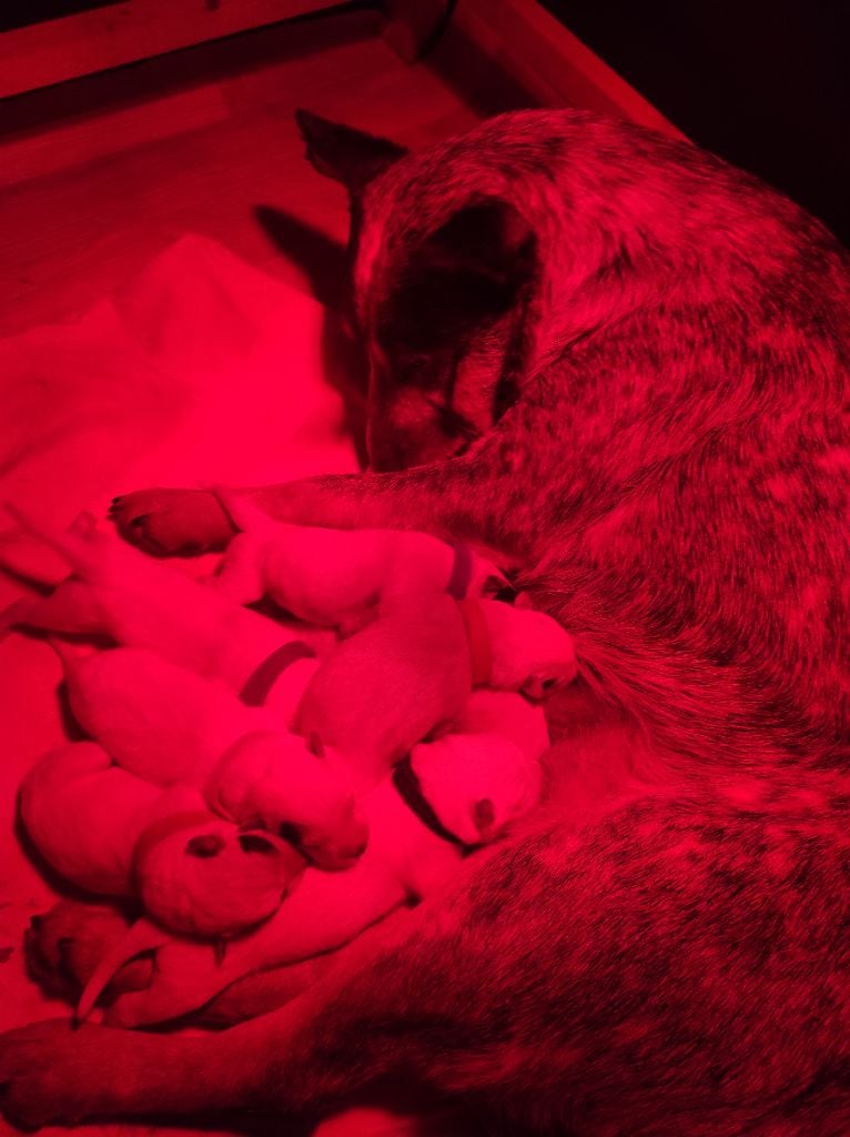 Bouvier australien - Ddk's Tribute