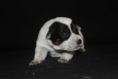Les chiots de Bouvier australien