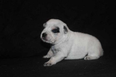 Les chiots de Bouvier australien