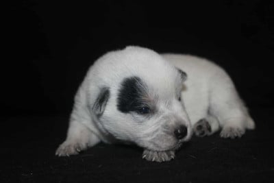 Les chiots de Bouvier australien