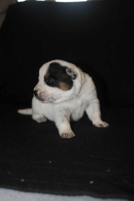 Les chiots de Bouvier australien