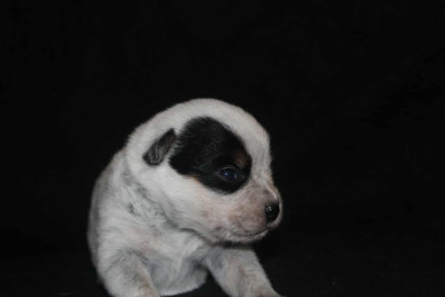 Les chiots de Bouvier australien