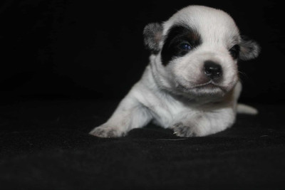Les chiots de Bouvier australien