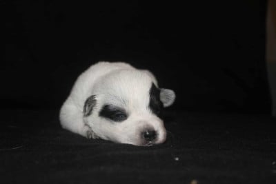 Les chiots de Bouvier australien