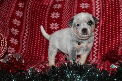 Les chiots de Bouvier australien