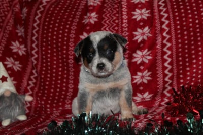 Les chiots de Bouvier australien