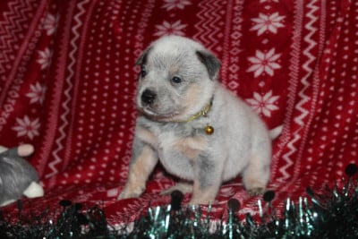 Les chiots de Bouvier australien