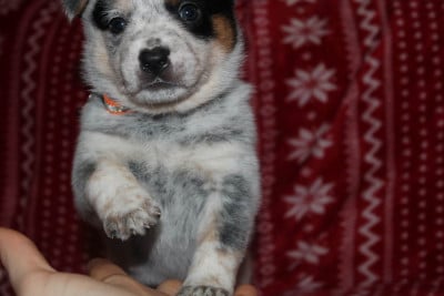 Les chiots de Bouvier australien