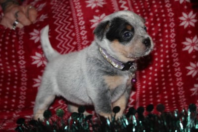 Les chiots de Bouvier australien