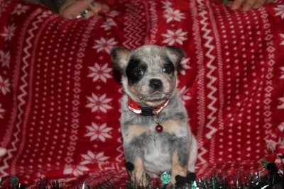 Les chiots de Bouvier australien
