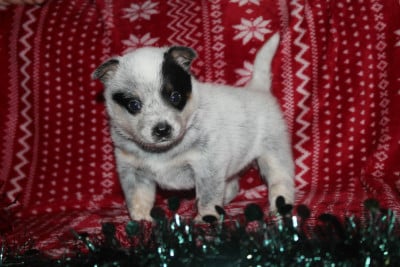 Les chiots de Bouvier australien