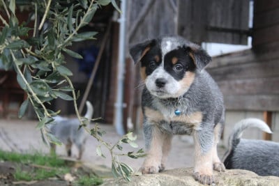 Les chiots de Bouvier australien