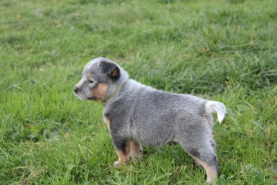 Les chiots de Bouvier australien