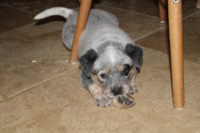 Les chiots de Bouvier australien