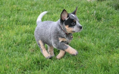 Les chiots de Bouvier australien