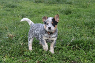 Les chiots de Bouvier australien