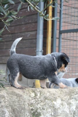 Les chiots de Bouvier australien