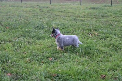 Les chiots de Bouvier australien
