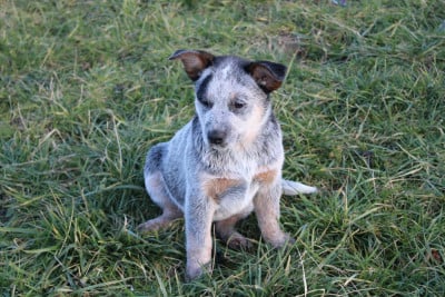 Les chiots de Bouvier australien