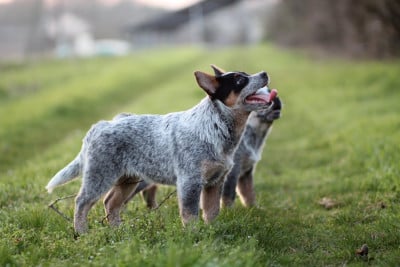 Les chiots de Bouvier australien