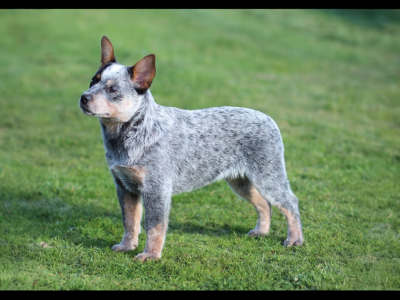 Les chiots de Bouvier australien