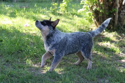 Les chiots de Bouvier australien