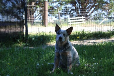 Les chiots de Bouvier australien