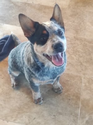 Les chiots de Bouvier australien