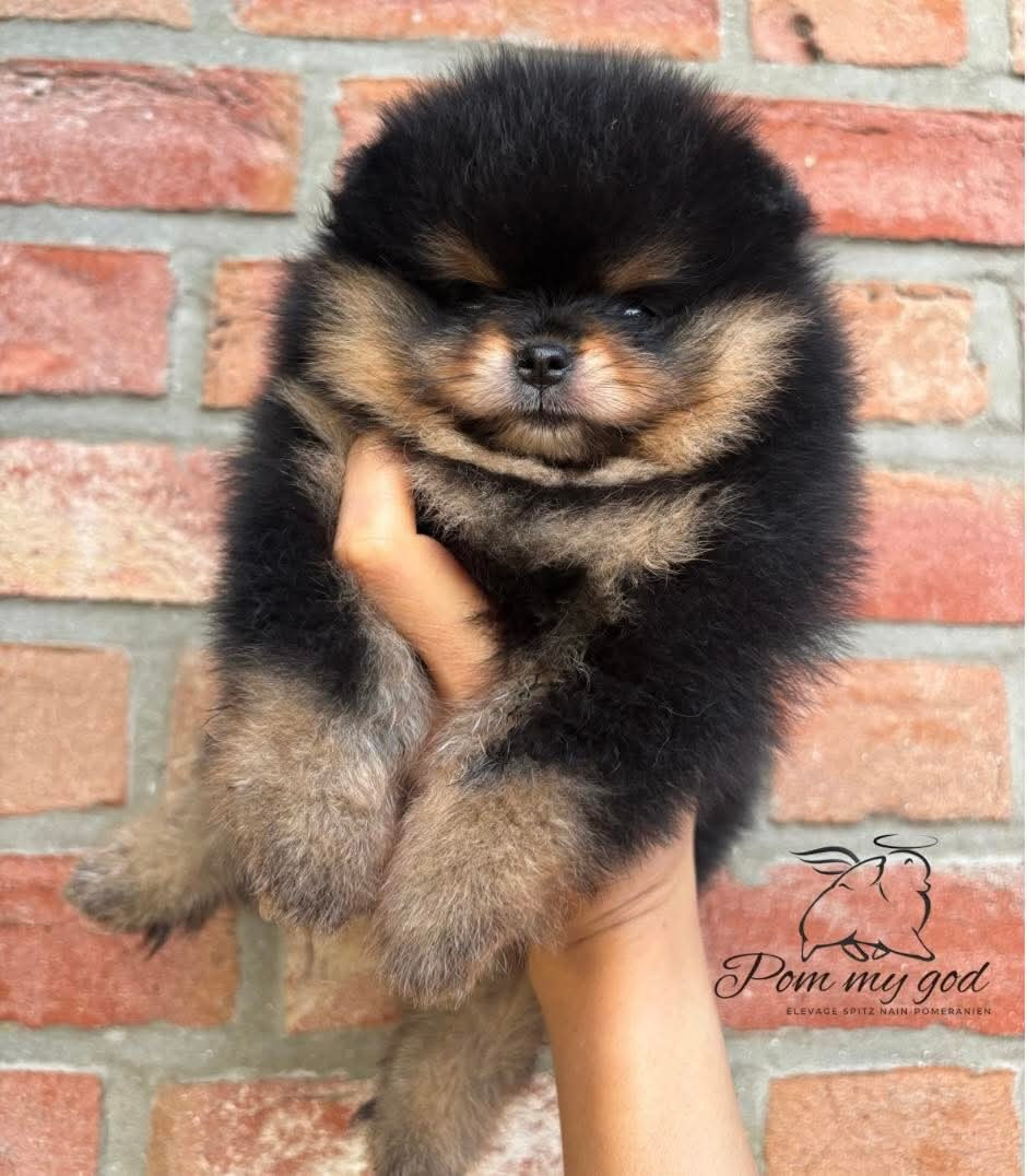 Publication : Pom My God Auteur : Adeline Smolders