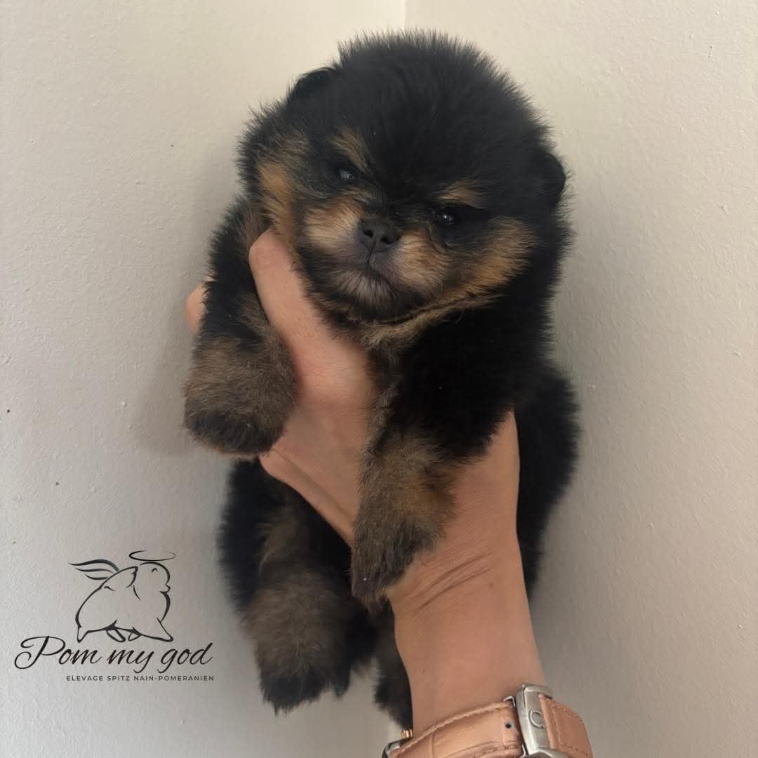 Publication : Pom My God Auteur : Adeline Smolders